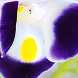 トレニアの写真